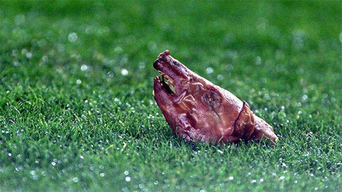 El cochinillo en el Camp Nou El cochinillo en el Camp Nou